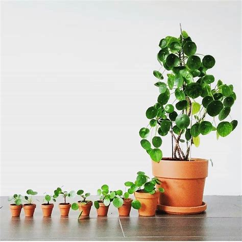 moneyplant777.com|Pilea Peperomioides (Chinese Money Plant), With Care Guide.